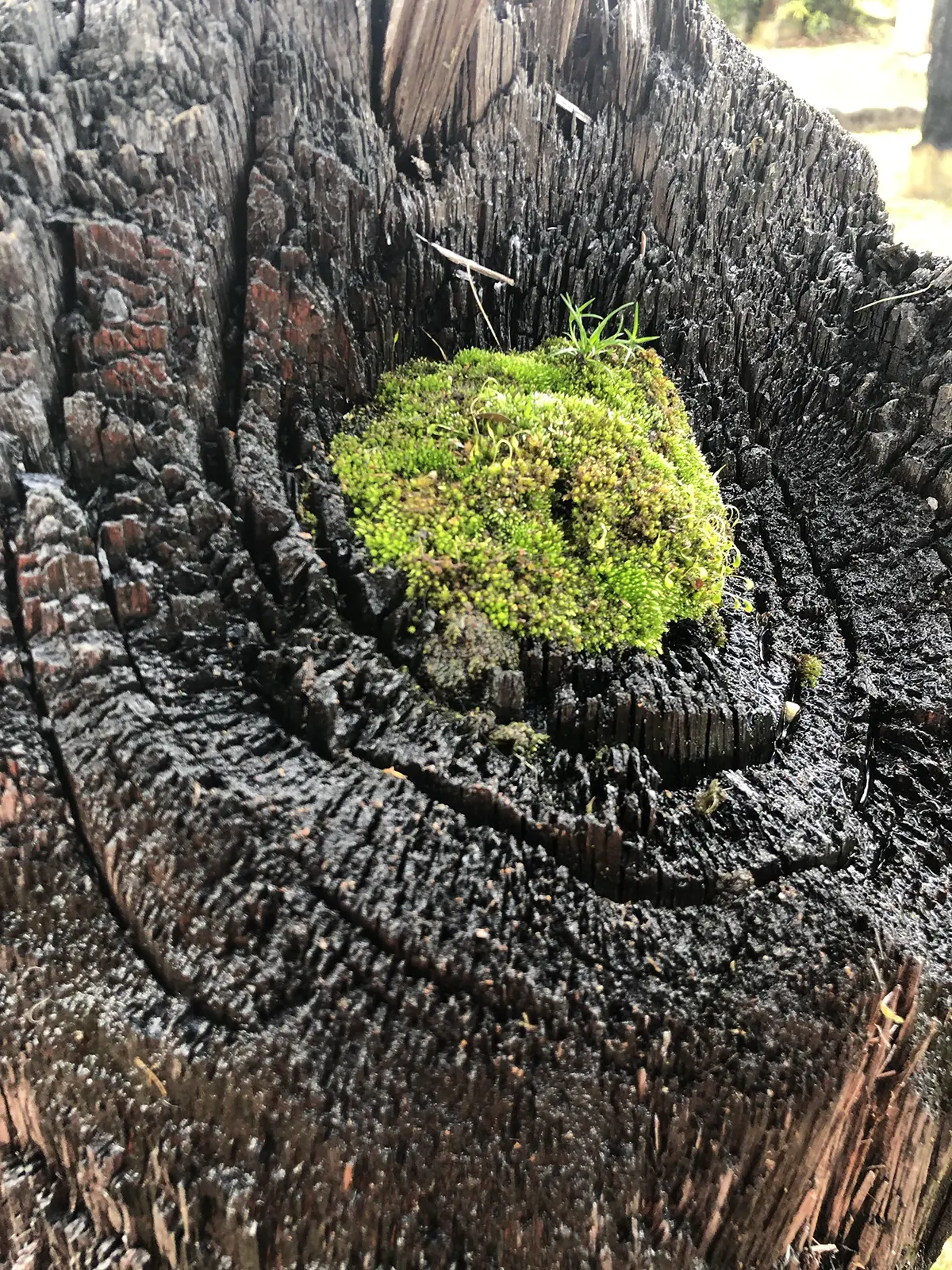 Stevie-Fieldend.STILLonce-trees-Rookwood-HIDDEN-2022.2