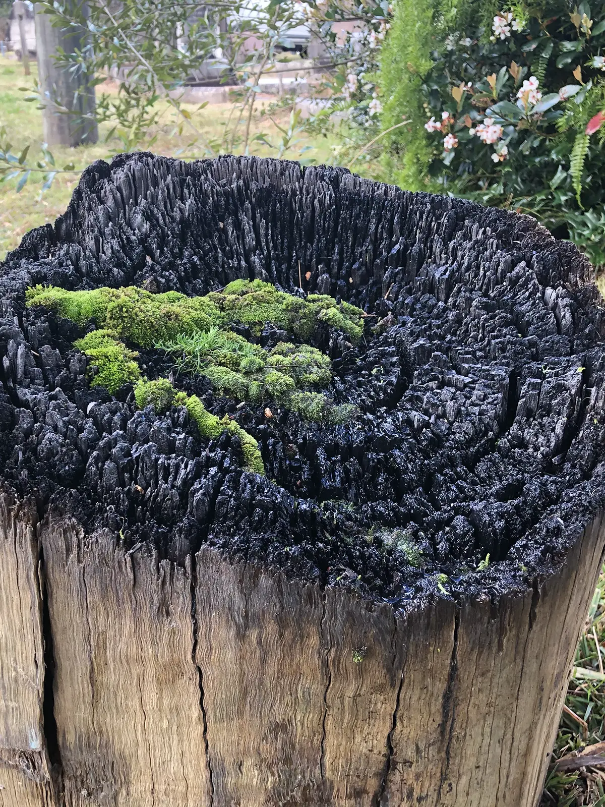 Stevie-Fieldend.STILLonce-trees-Rookwood-HIDDEN-2022.4