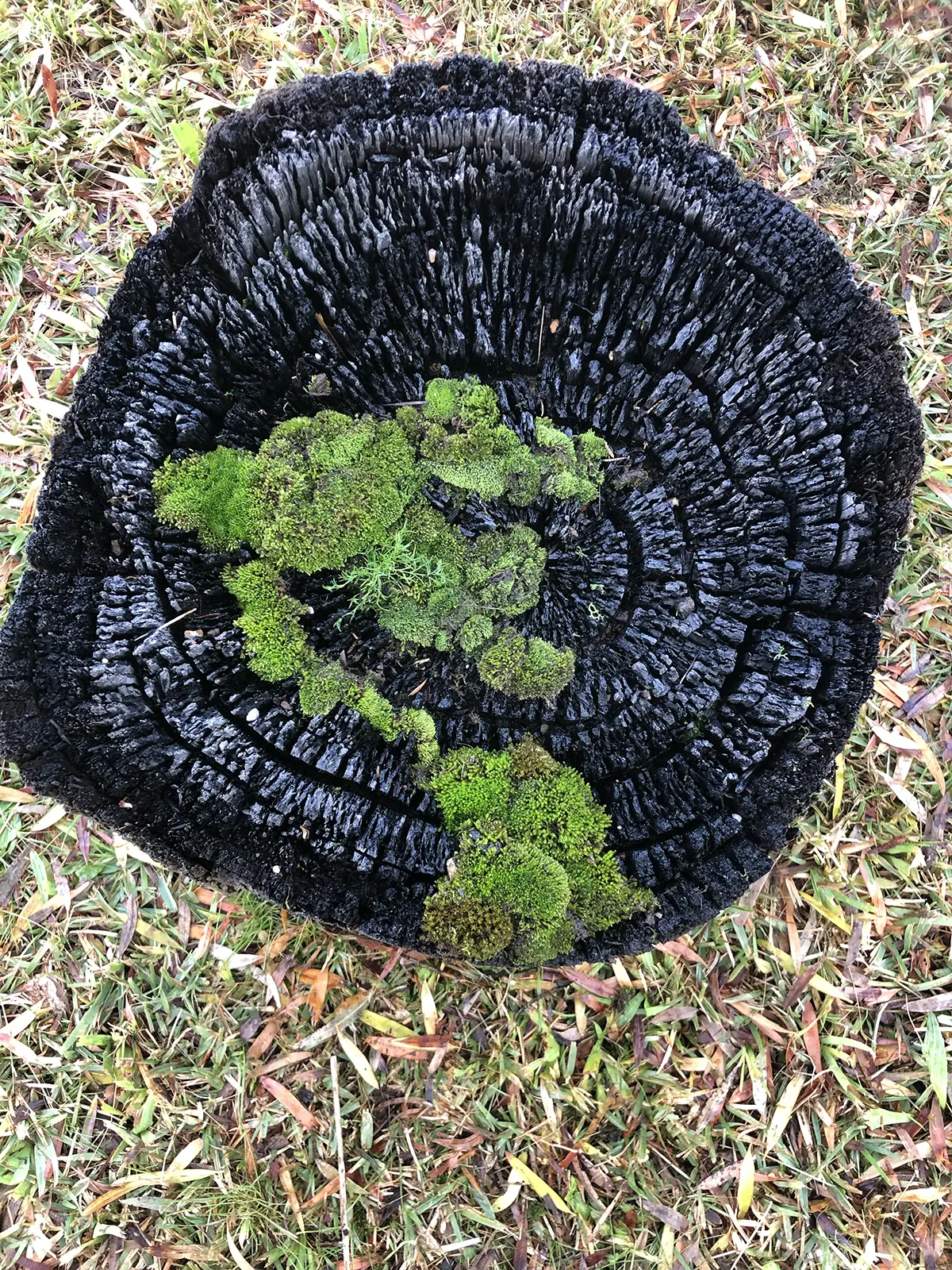 Stevie-Fieldend.STILLonce-trees-Rookwood-HIDDEN-2022.Image-Stevie-Fieldsend-