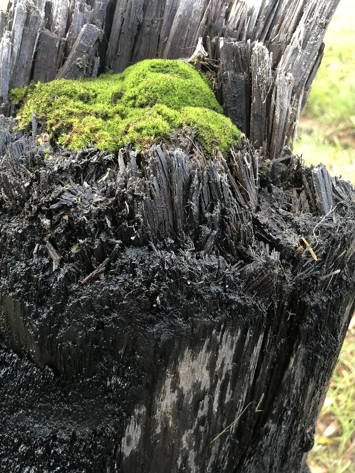 Stevie-Fieldend.STILLonce-trees-Rookwood-HIDDEN-2022.Image-Stevie-Fieldsend.4