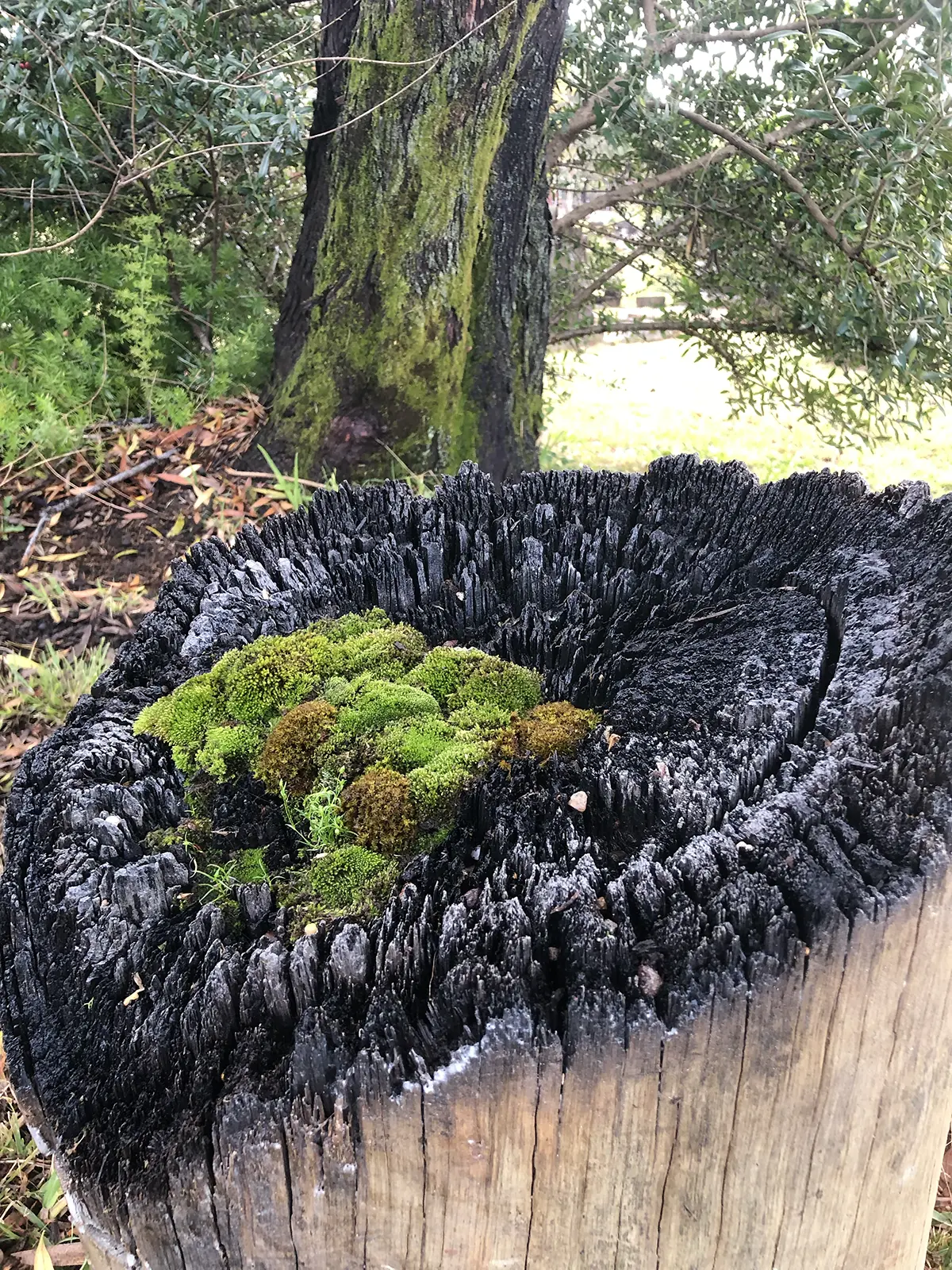 Stevie-Fieldend.STILLonce-trees-Rookwood-HIDDEN-2022.Image-Stevie-Fieldsend